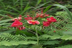 Caesalpinia pulcherrima